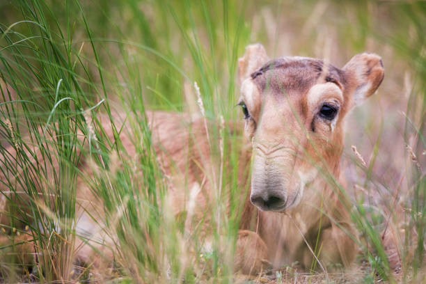 Kid Saiga tatarica is listed in the Red Book, Chyornye Zemli (Black Lands) Nature Reserve, Kalmykia region, Russia.
